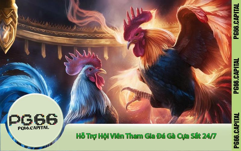 Hỗ Trợ Hội Viên Tham Gia Đá Gà Cựa Sắt 24/7